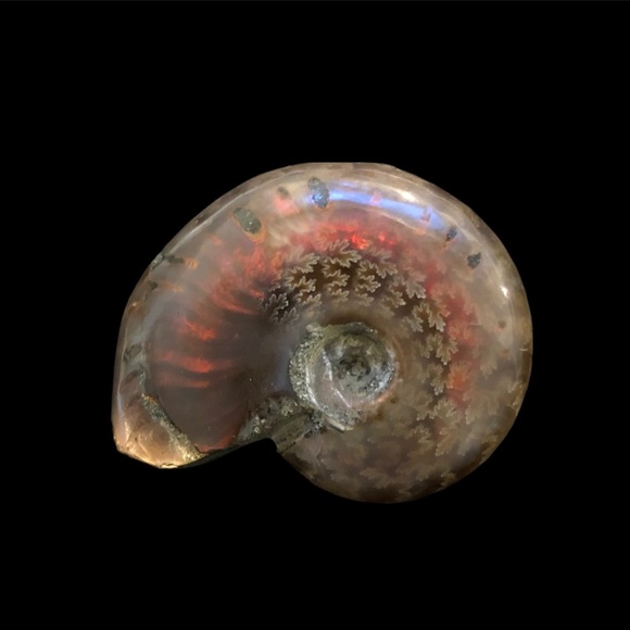 Ammonite Shell Fossil - Picture 2 of 2